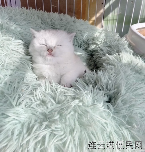 英短银渐层小猫找新家