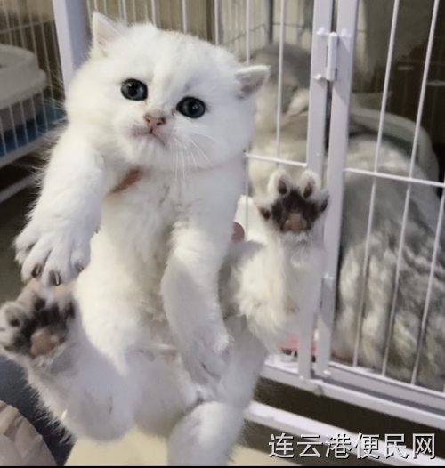 英短渐层宝宝