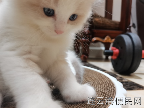 纯种布偶幼猫，品相好